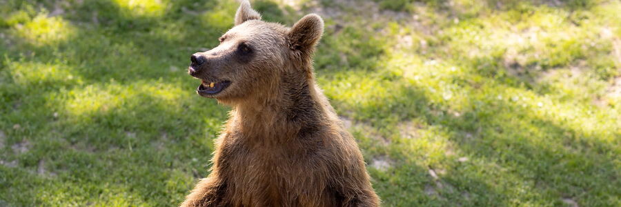 Braunbär steht auf Hinterläufen