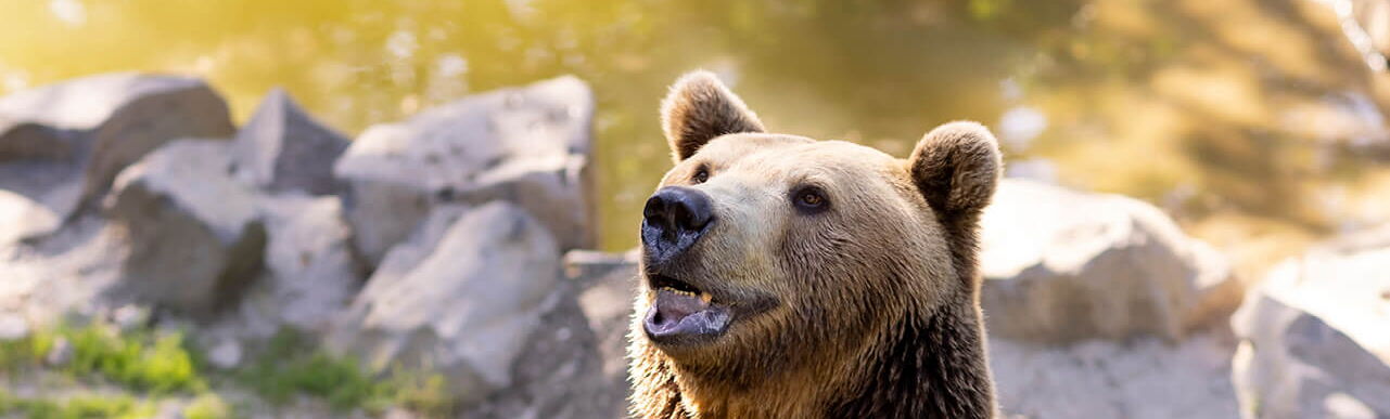 Ein Braunbär steht auf den Hinterpfoten in seinem Gehege.
