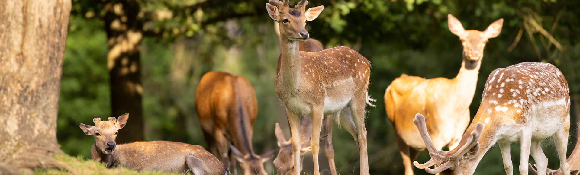 Rotwild im Wildpark Knüll: Sieben Tiere halten sich unter einem Baum auf.